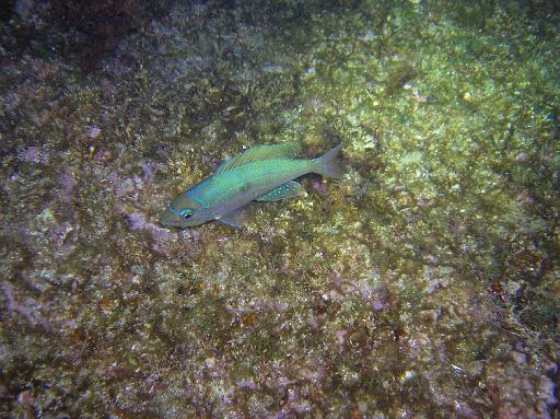 Poisson Serran Ecriture Juvénile de Nuit.JPG